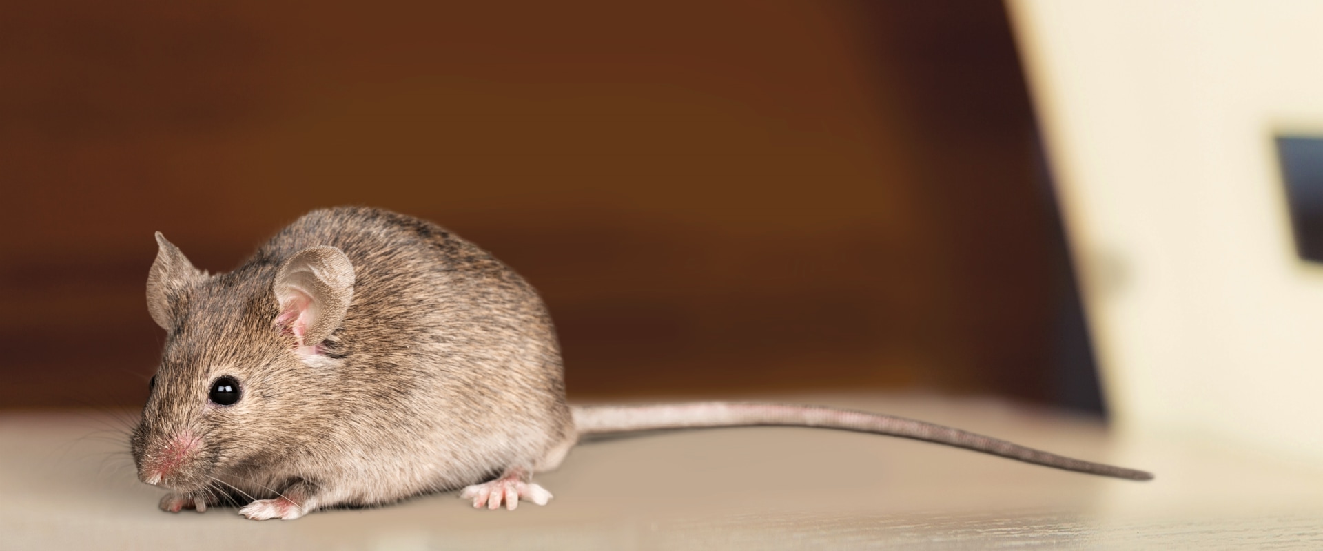 Will duct cleaning remove mice?