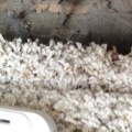Does cleaning air ducts help with dust mites?