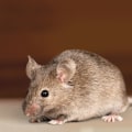 Will duct cleaning remove mice?