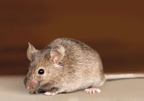 Will duct cleaning remove mice?